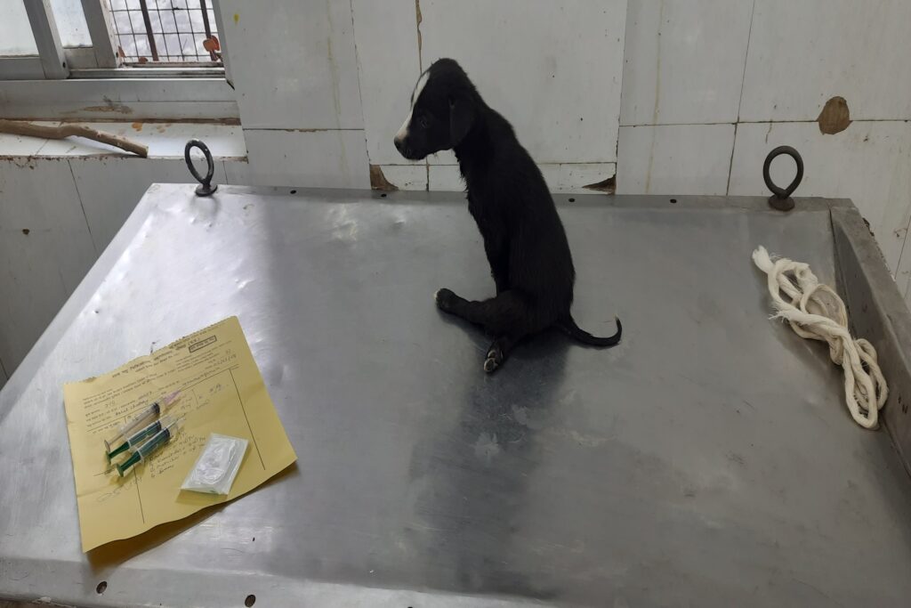 Hospital for Animal Hospital for Animal